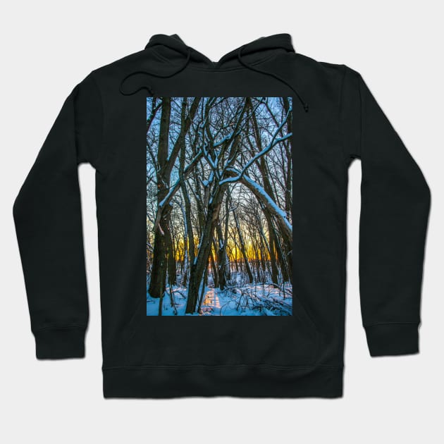 Winter landscape - frosty trees in snowy forest in the sunny morning. Tranquil winter nature in sunlight Hoodie by Olga Berlet